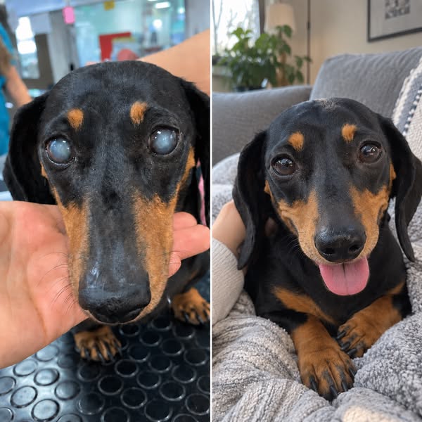 Cloudy Dog Eyes? Never Ignore This.
