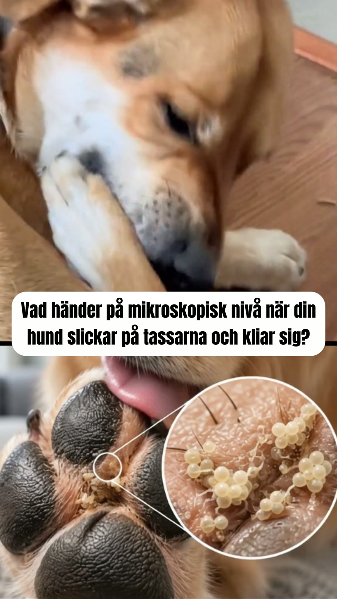 ApotekHunden Probiotika