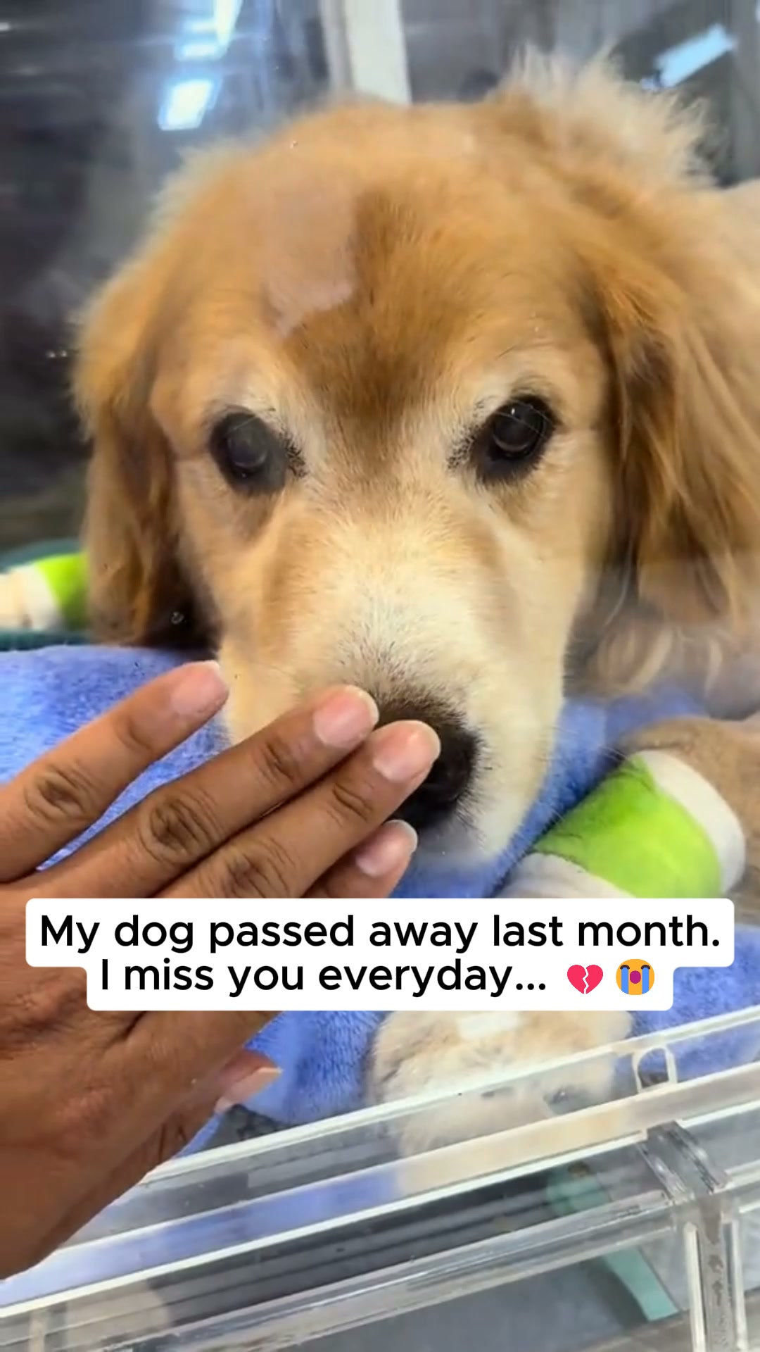 #1 Pet Memory
