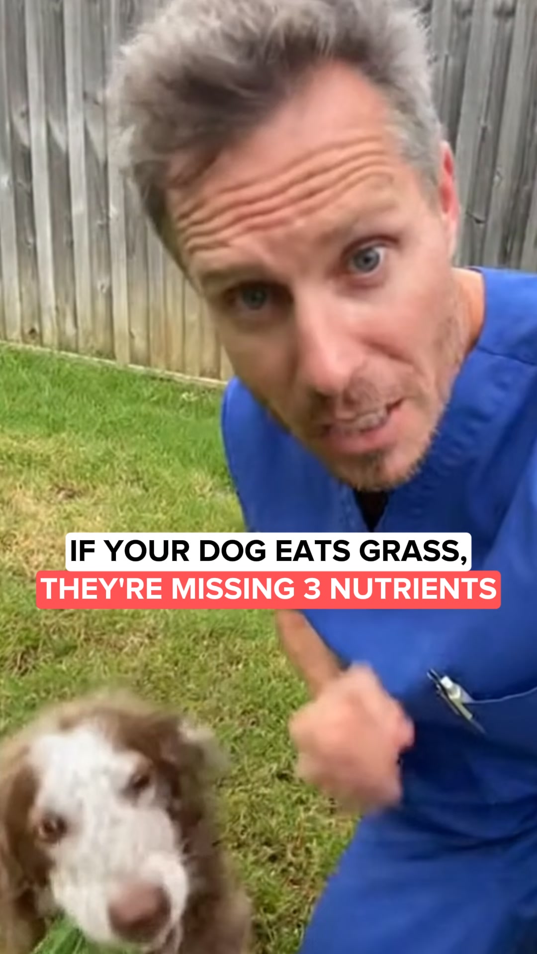Say Goodbye to Itchy Dogs