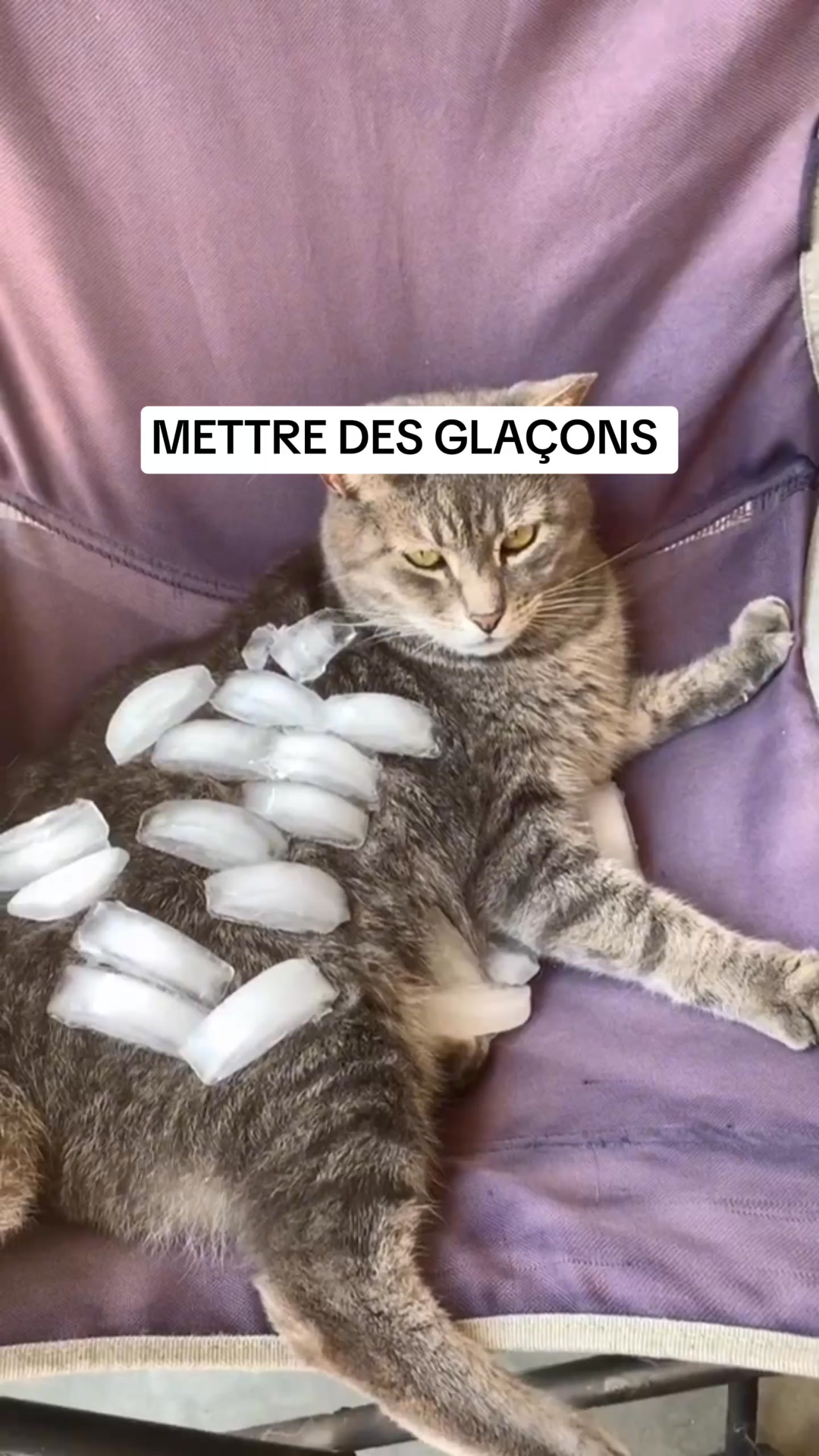 La fontaine recommandée par les vétérinaires