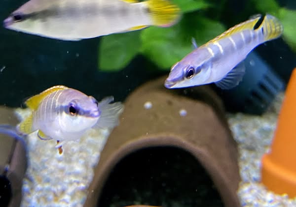Anúncio de AQUA TECK