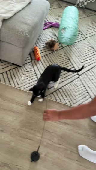 Trusted by Cat Lovers, Loved by Kitties!
