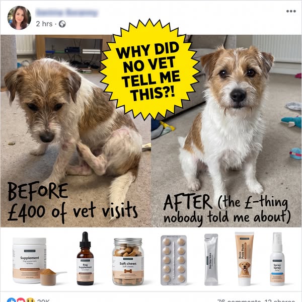 Stop the Scratch? 5 Collagen Supplements for Itchy Dogs