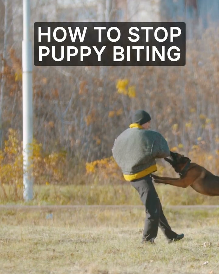 Professional Dog Training Made Simple