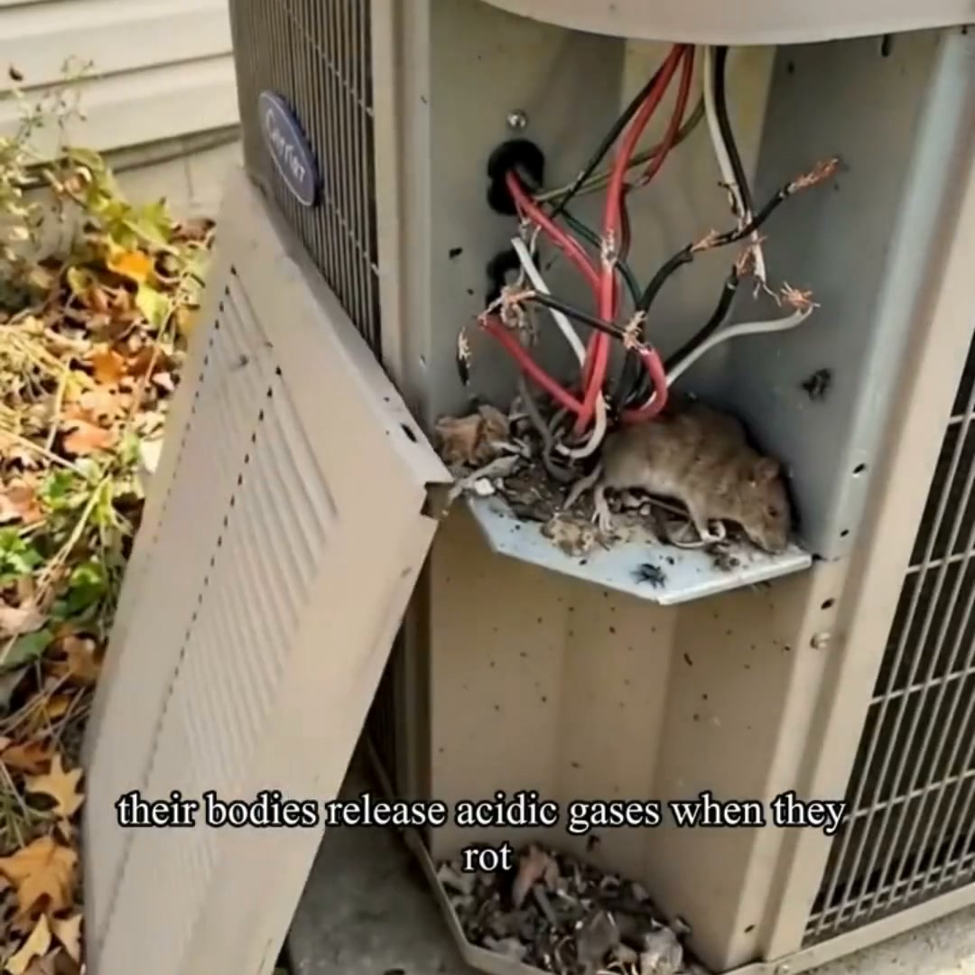 Don't Let Pests Move In This Winter