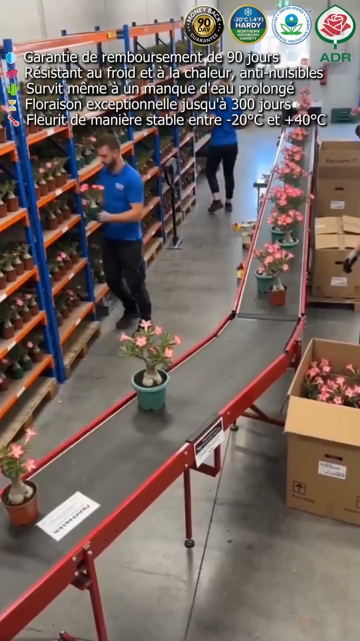 Bulbe de rose du désert : « 100 ans de vie avec un peu d'eau » ! Finies les plantes mortes, profitez d'une floraison spectaculaire toute l'a