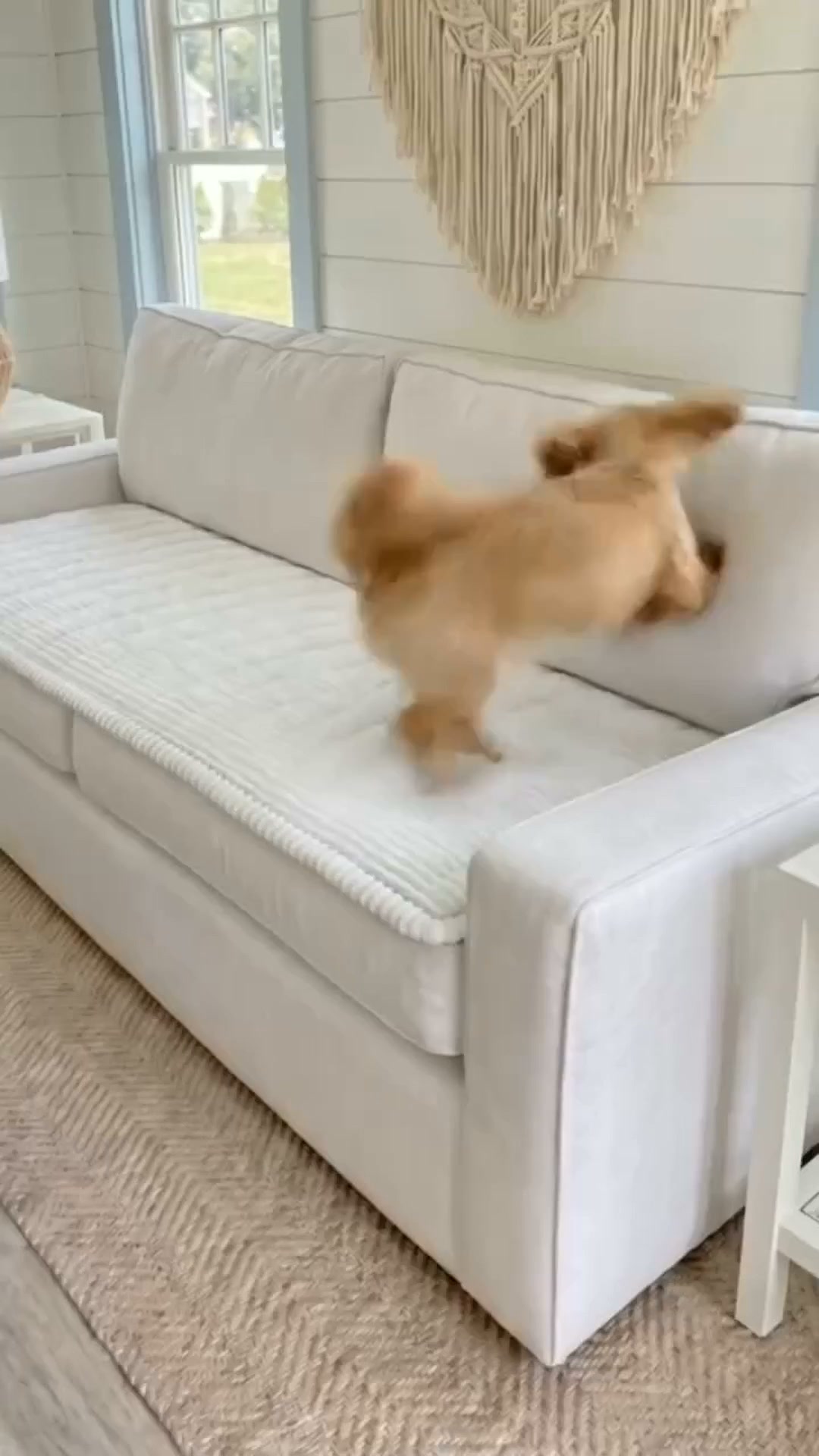 Anúncio de Paw-Cuddels.com