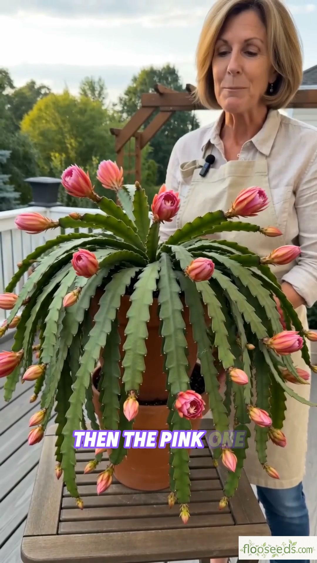 The internet's favorite Rare Epiphyllum Orchid Cactus is here!