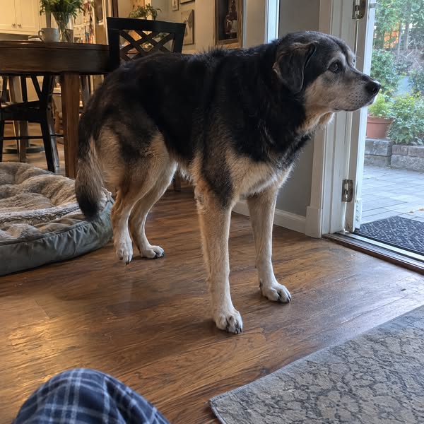 For anyone with an older dog