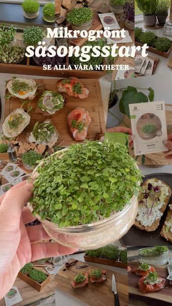 Microgreens-säsongen är igång!