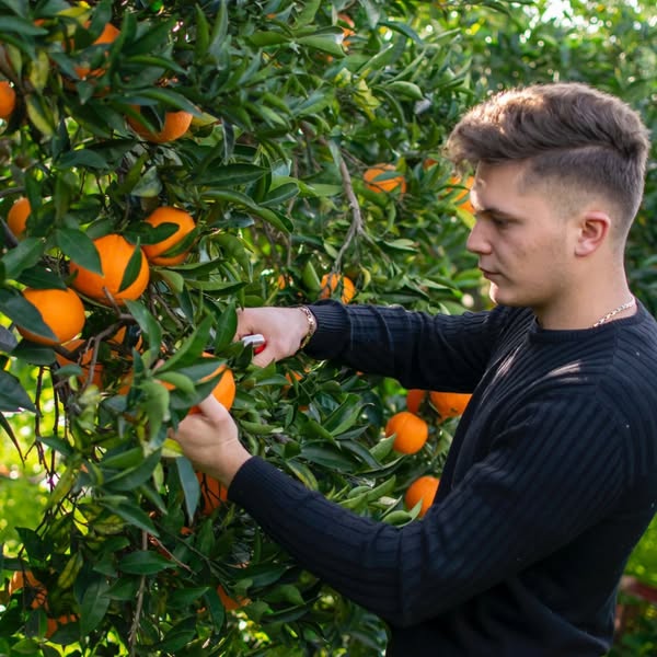 Arance di Sicilia al Naturale