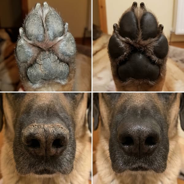 What I Got Wrong About Senior Dogs' Paws for Years