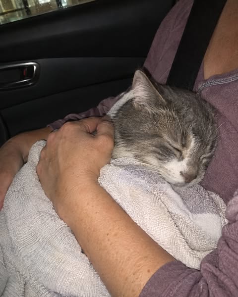 Nobody Told Me a Cat's Heart Could Fail This Quietly