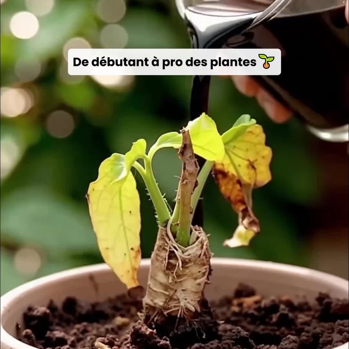 Soil Pro Activator