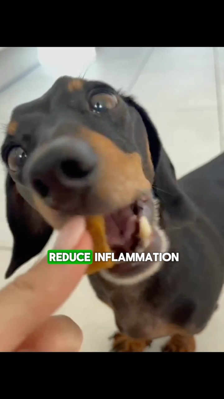 Anúncio de Hound Wellness