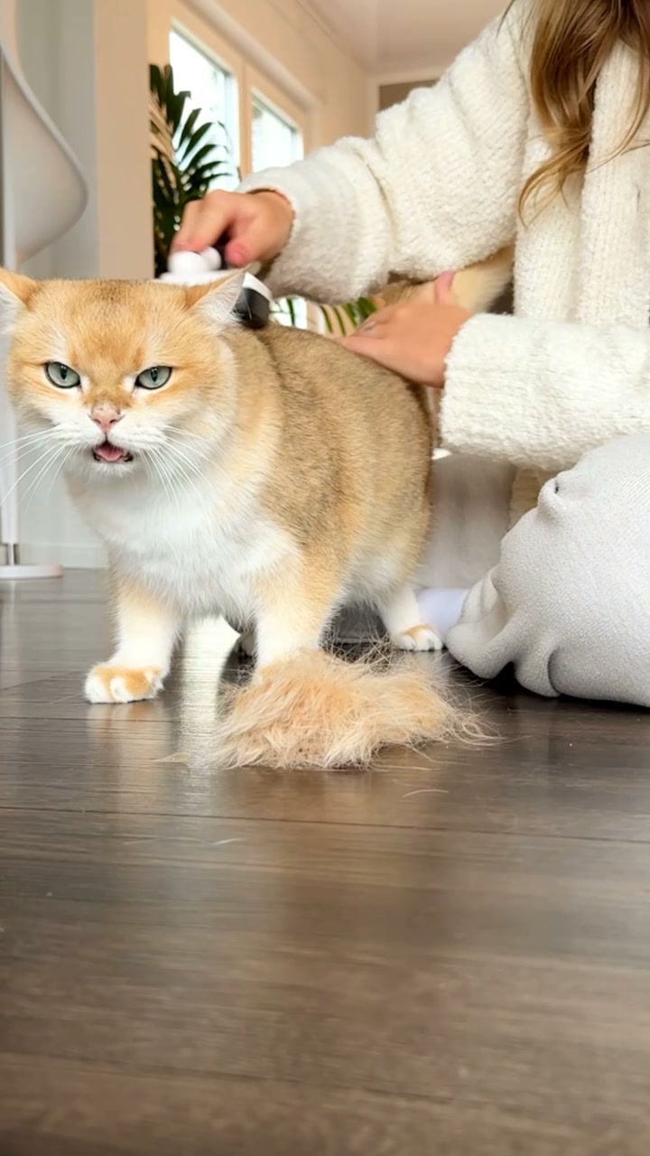 Die Bürste, die deine Katze akzeptiert