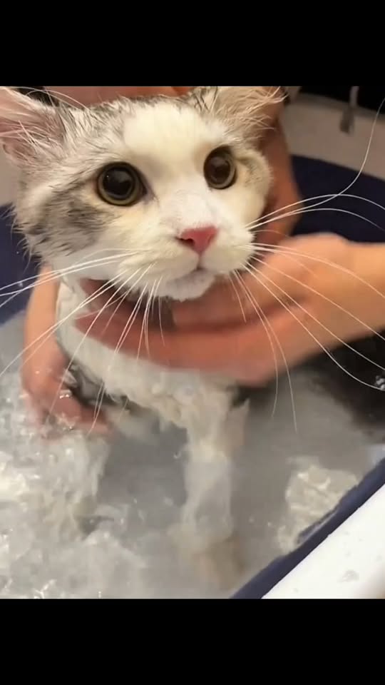 3 Productos para el Cuidado de tu Mascota