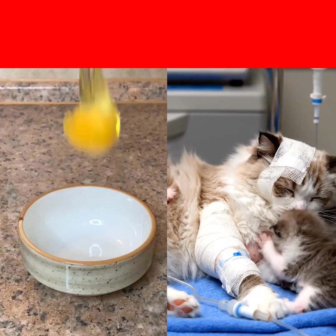 Is this food the secret to your cat's health?