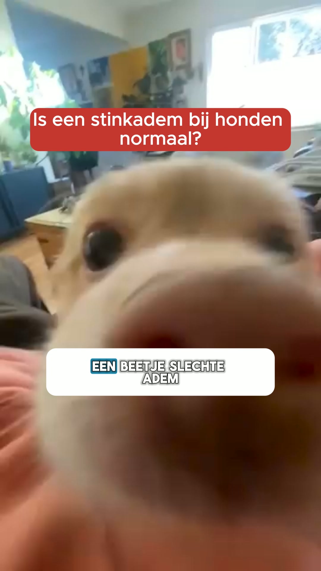 Geen tandenpoetsen. Geen stress. Gewoon gezondere tanden.