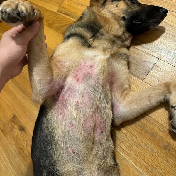 Bear Died At 8. Bodhi Started Doing The Same Thing