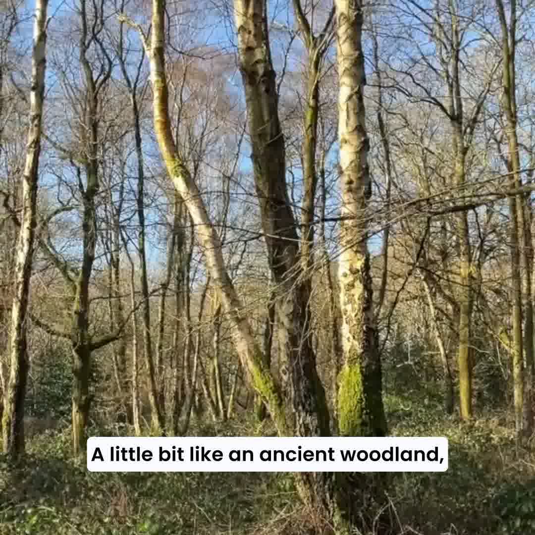 The Forest Collection