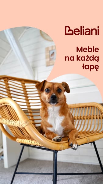 Design, który pokochają Twoje zwierzaki