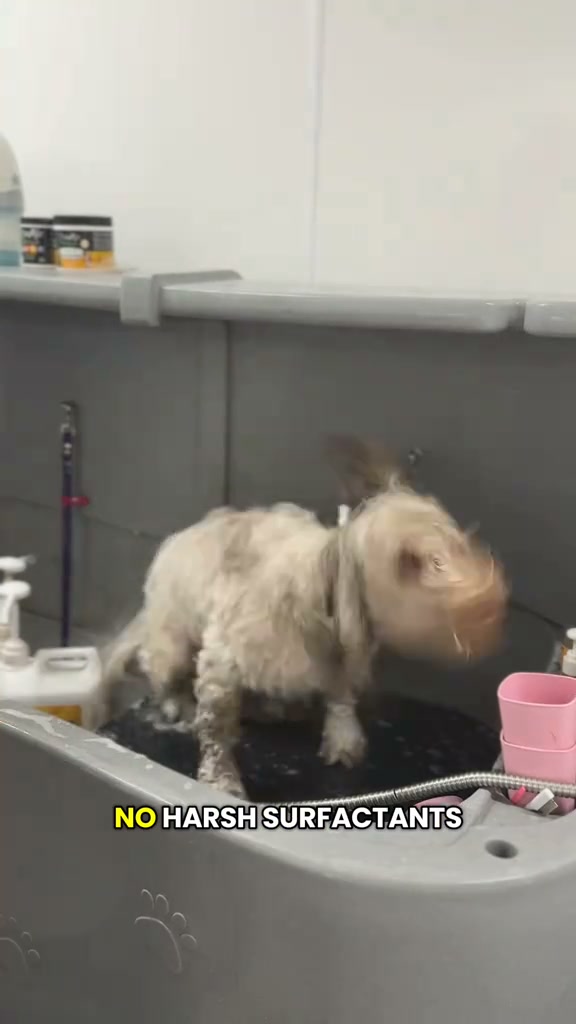 A Groomer's Favourite