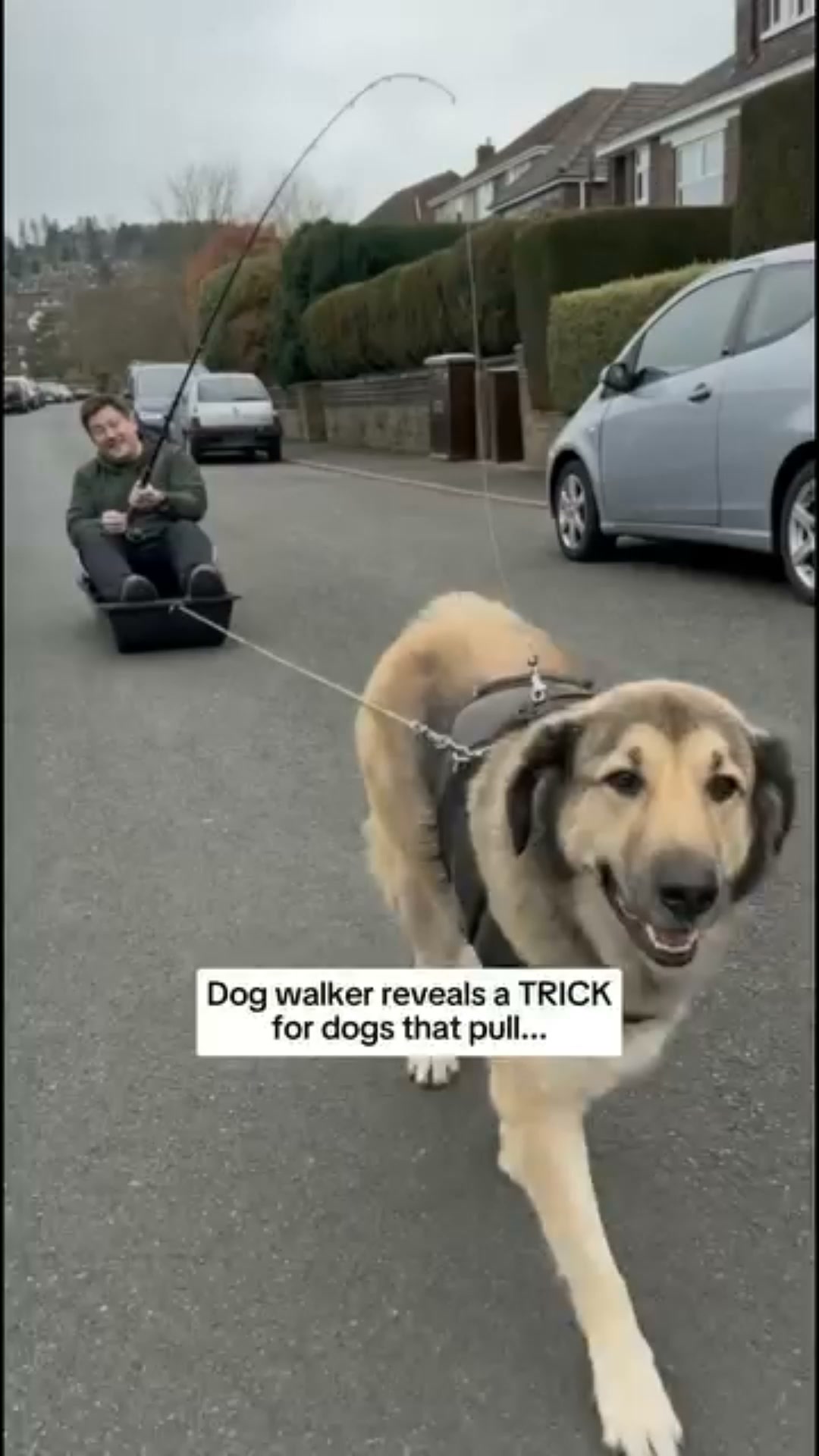 The No-Pull Harness That Turns Your Dog Around