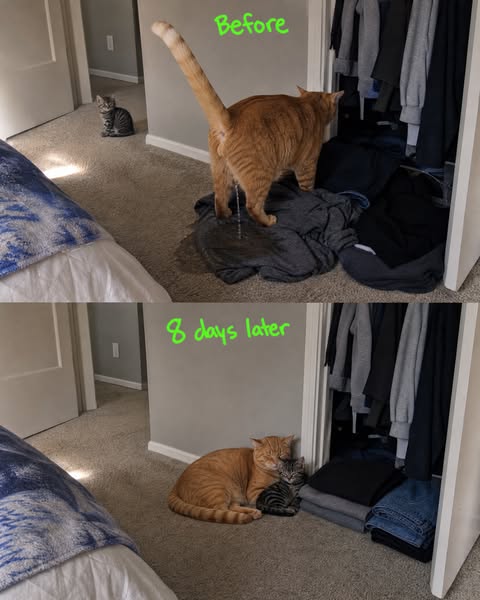 Read this before your resident cat pees on your bed again