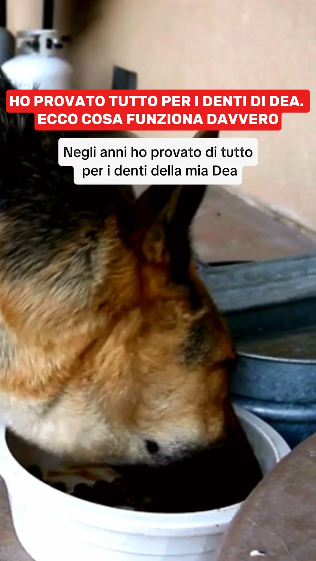 Aiuta il tuo cane oggi
