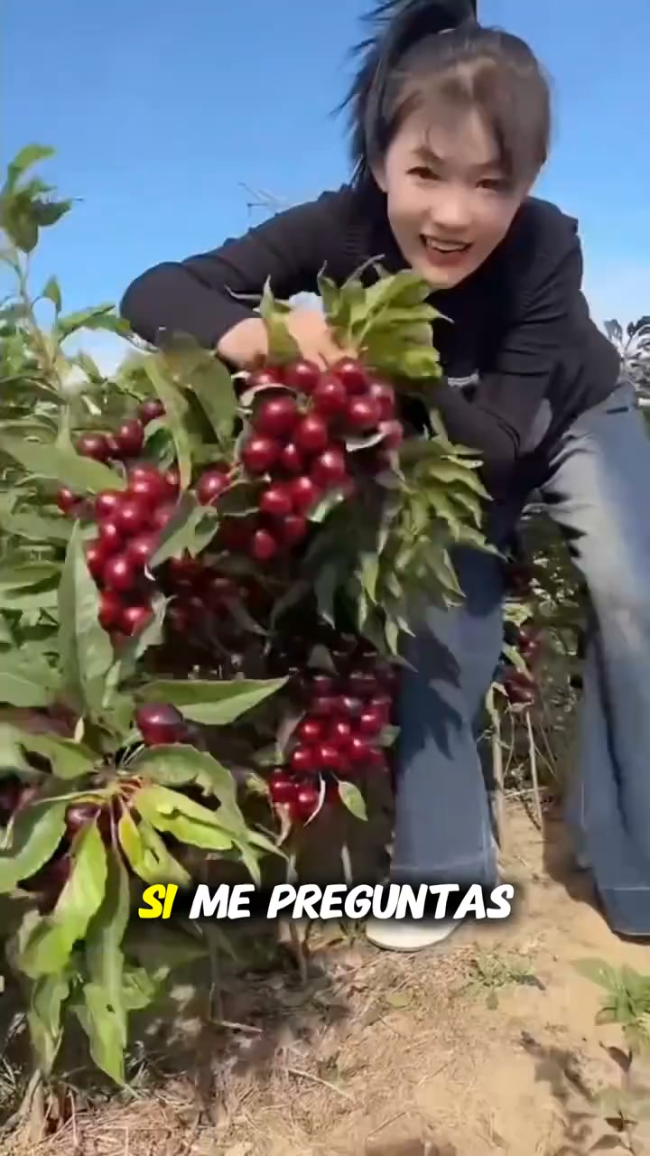 Grow Your Own Sweet & Juicy Cherries – American & Chilean Varieties