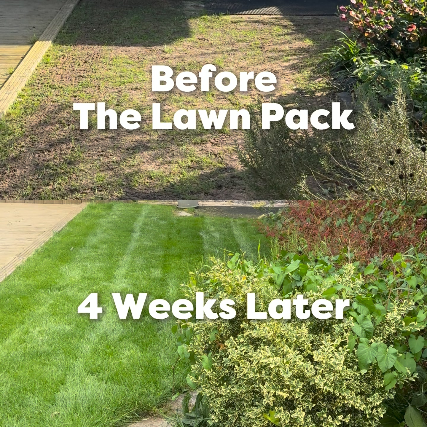 Fix Your Lawn in 4 Weeks Or Your Money Back