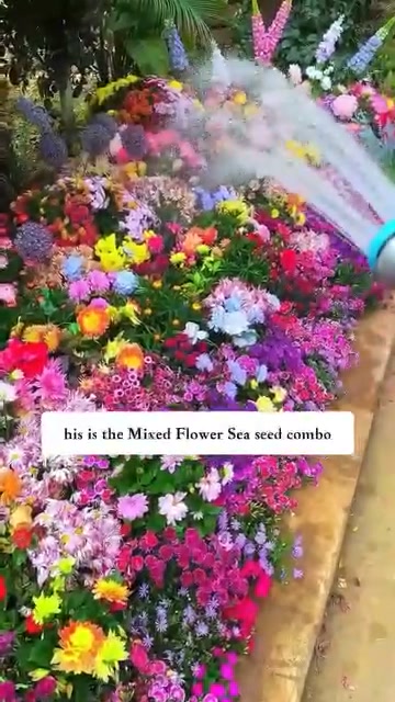 Premium Mixed Perennial Seeds