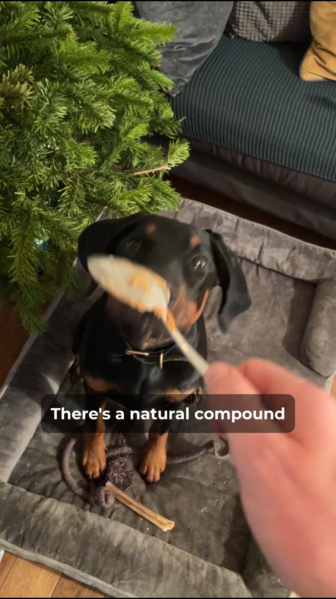 Read This If Your Dog Is Stiff & Sore