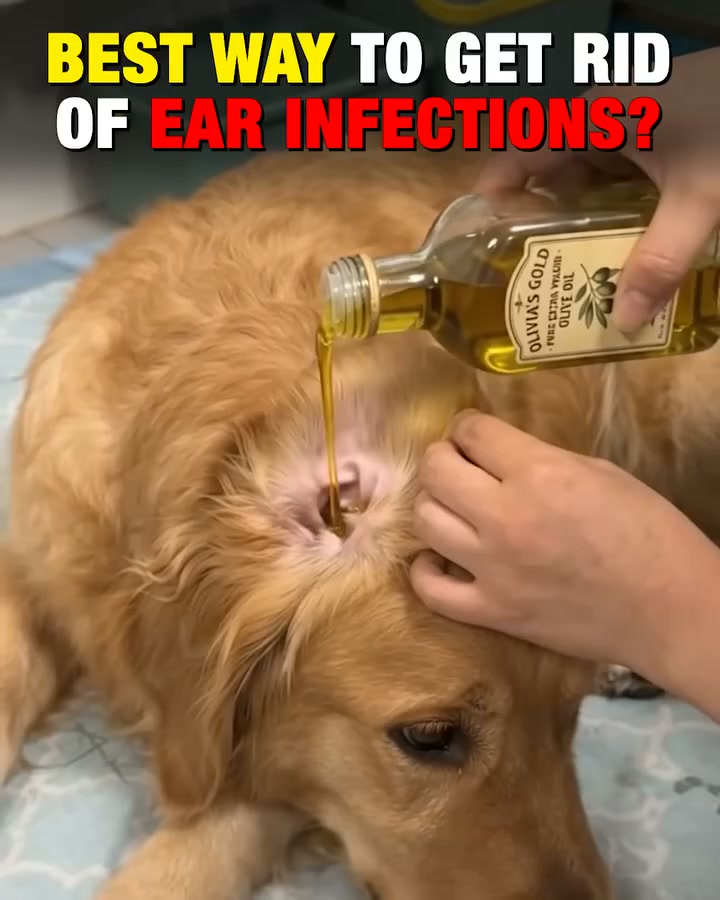 Do THIS to clean Gunky Dog Ears (Genius)