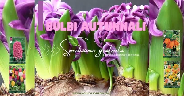 Ampia Scelta di Bulbi Autunnali Ordina Online!