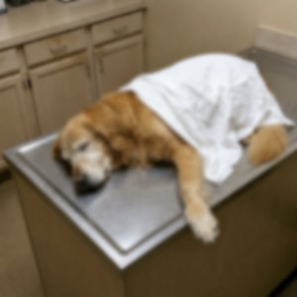 Read This If You Have A Golden Retriever