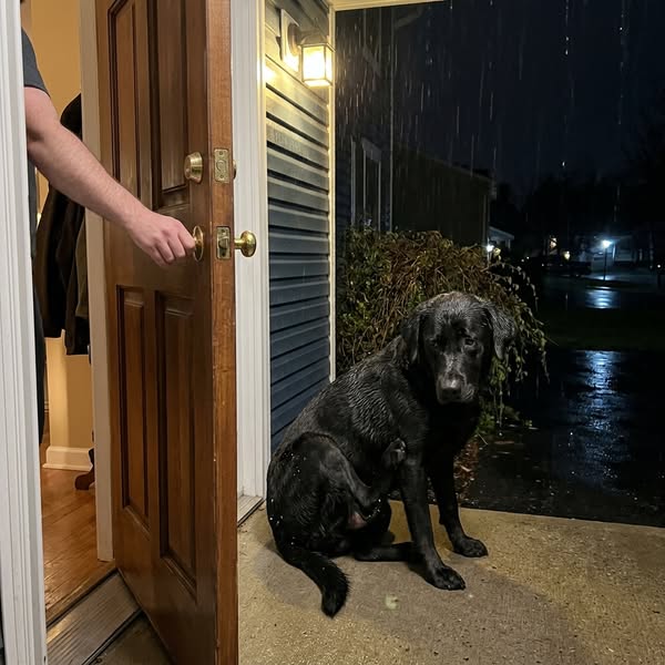 I Locked My Dog Out in the Rain Over His Flakes