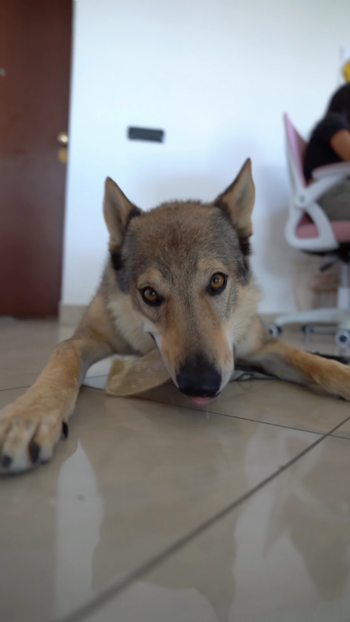 Anúncio de ADICA Associazione per la difesa del cane - ODV