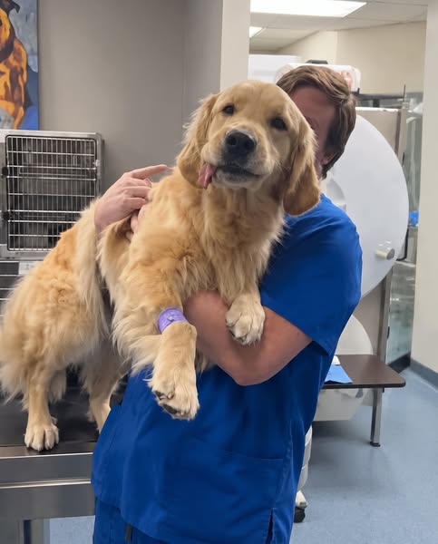 Der Hunde-Trinkbrunnen™ – Gesundheitspaket