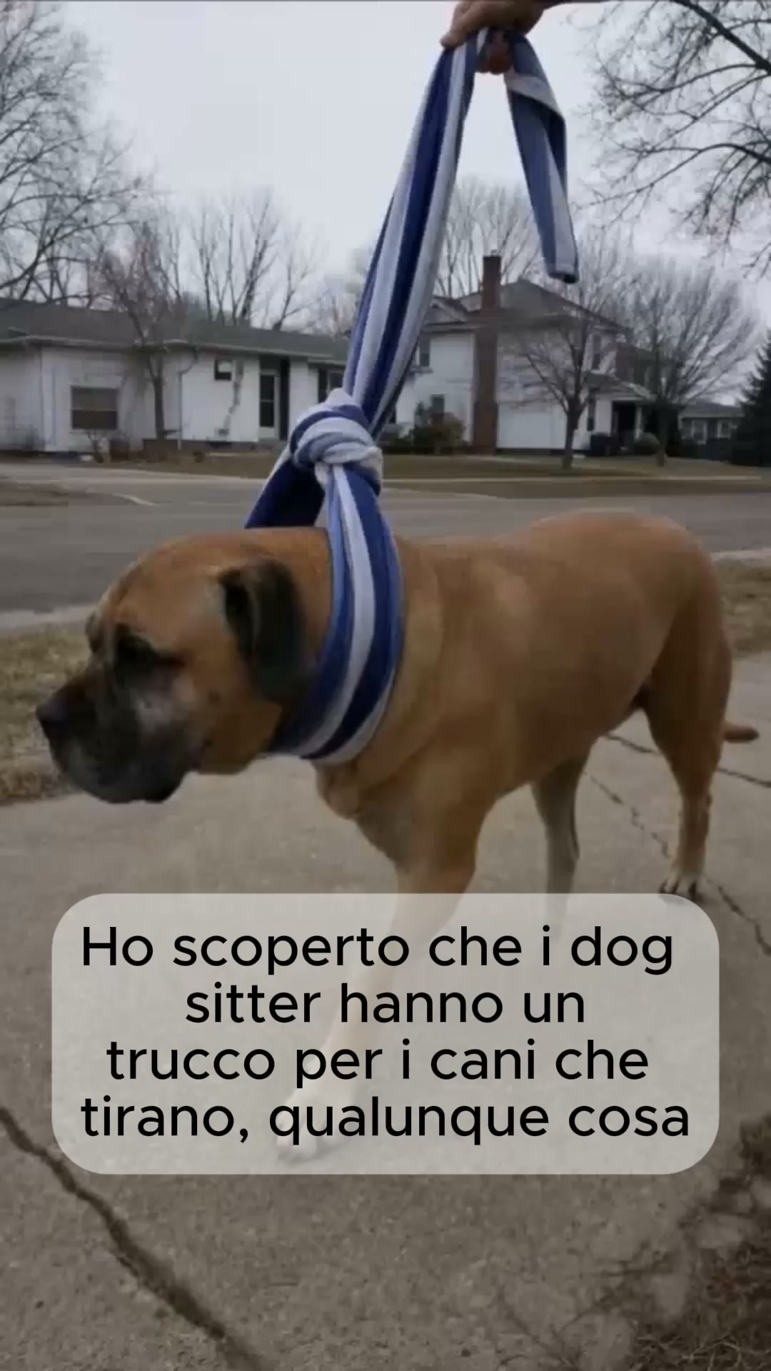 Il trucco dei dog sitter per i cani che tirano