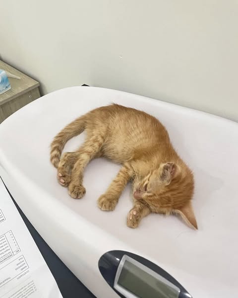 Oliver's Paws Felt Like Ice. He Died 2 Weeks Later