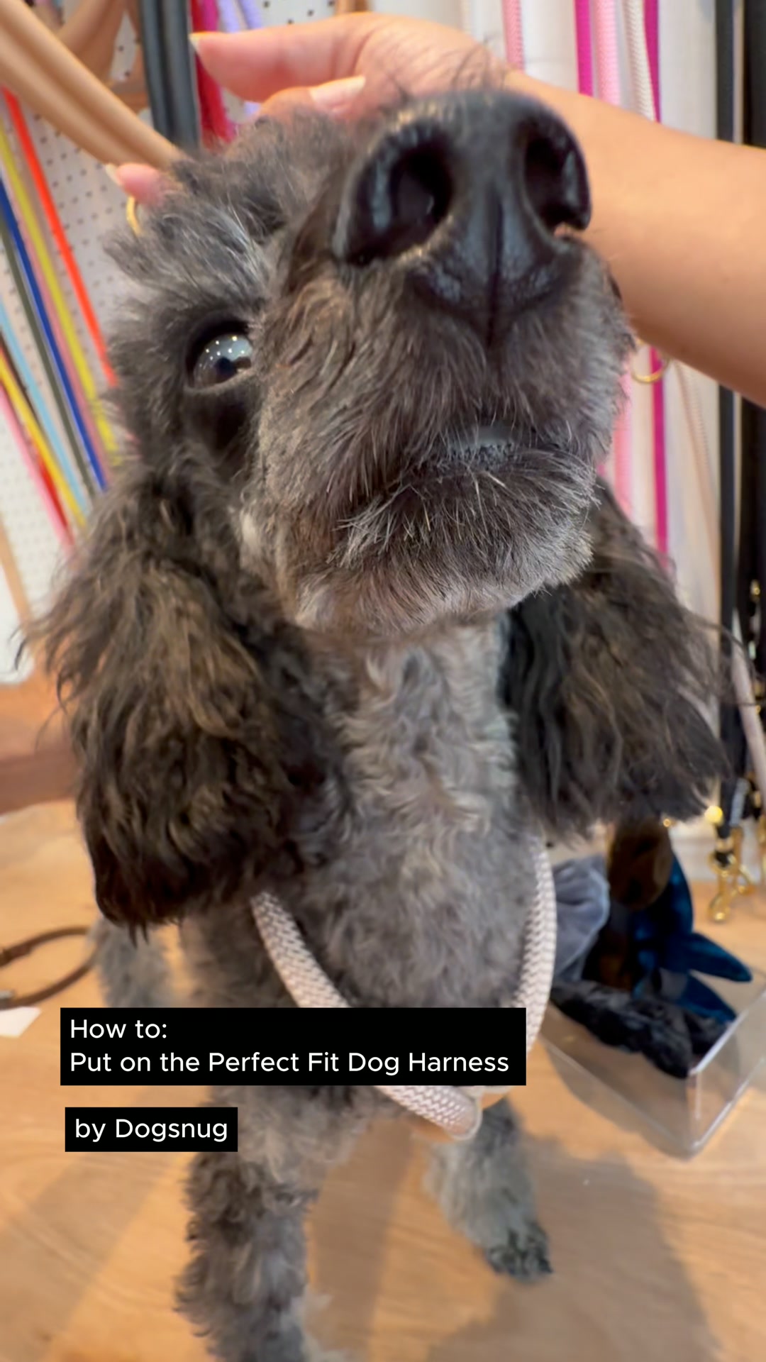 Style meets simplicity. Here is the stress-free way to fit our Dogsnug Rope Harness
