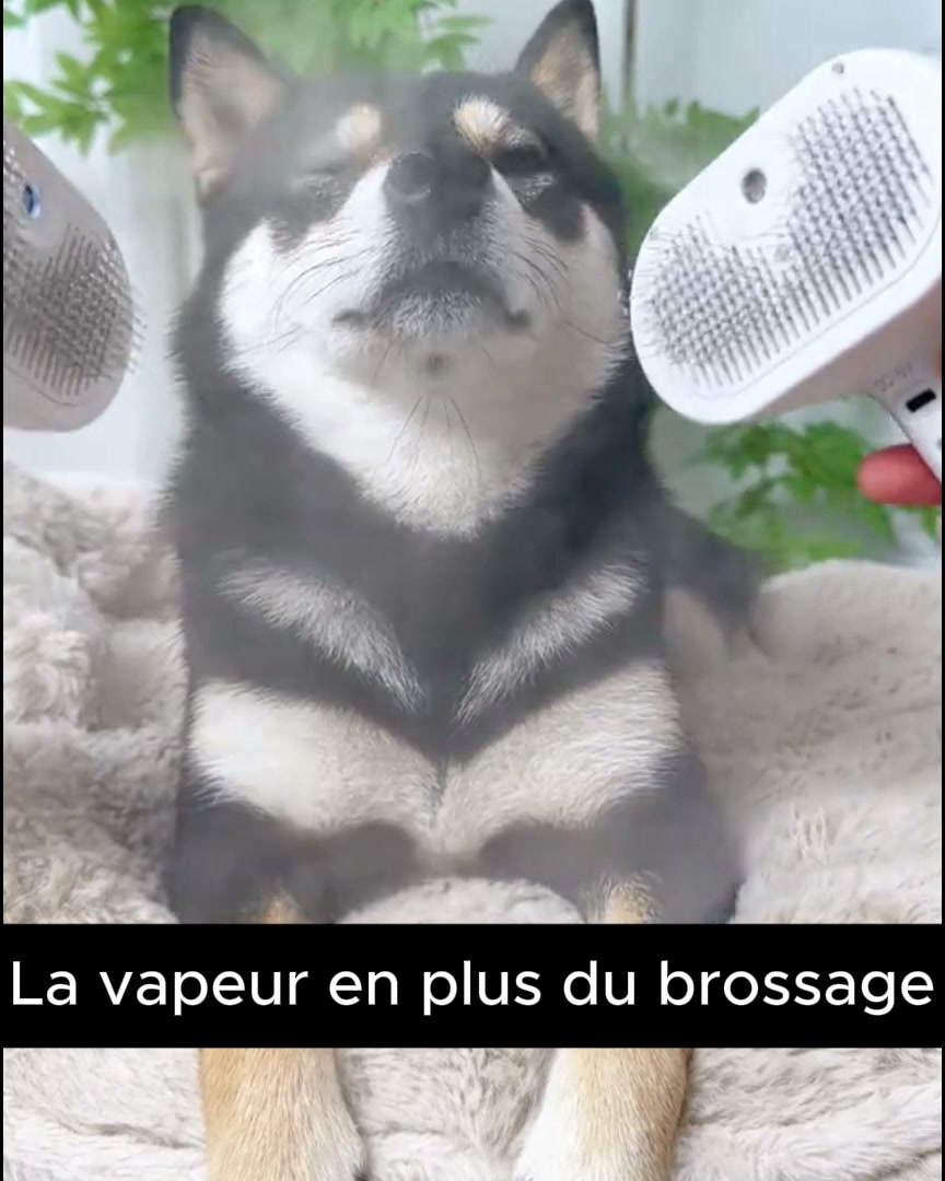 Le toilettage sans stress