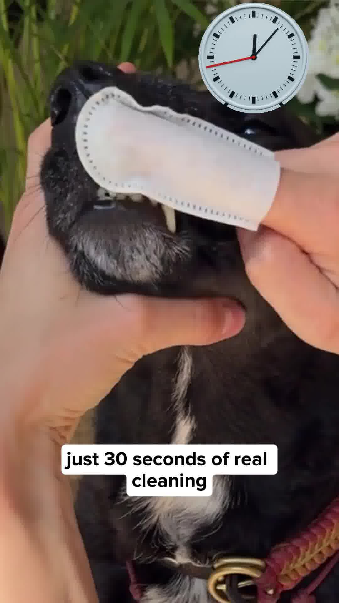 Clean your dog's teeth in 30 seconds without brushing