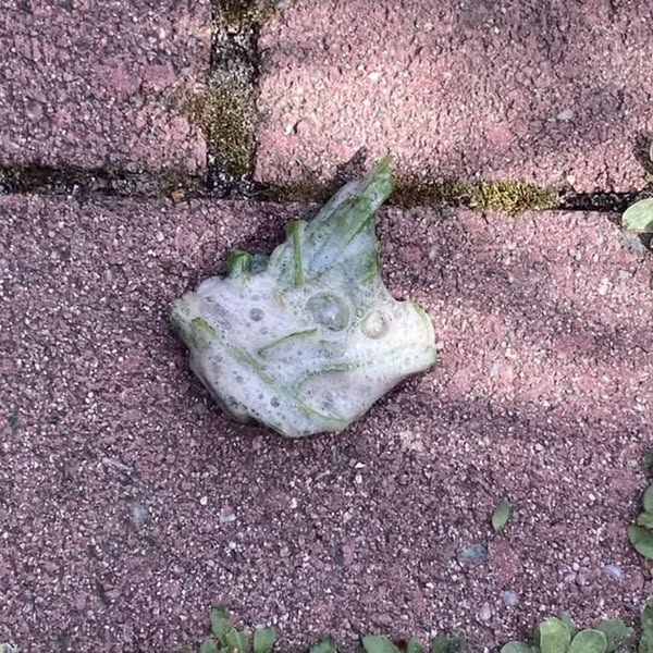 Pourquoi votre chien mange-t-il de l’herbe ?