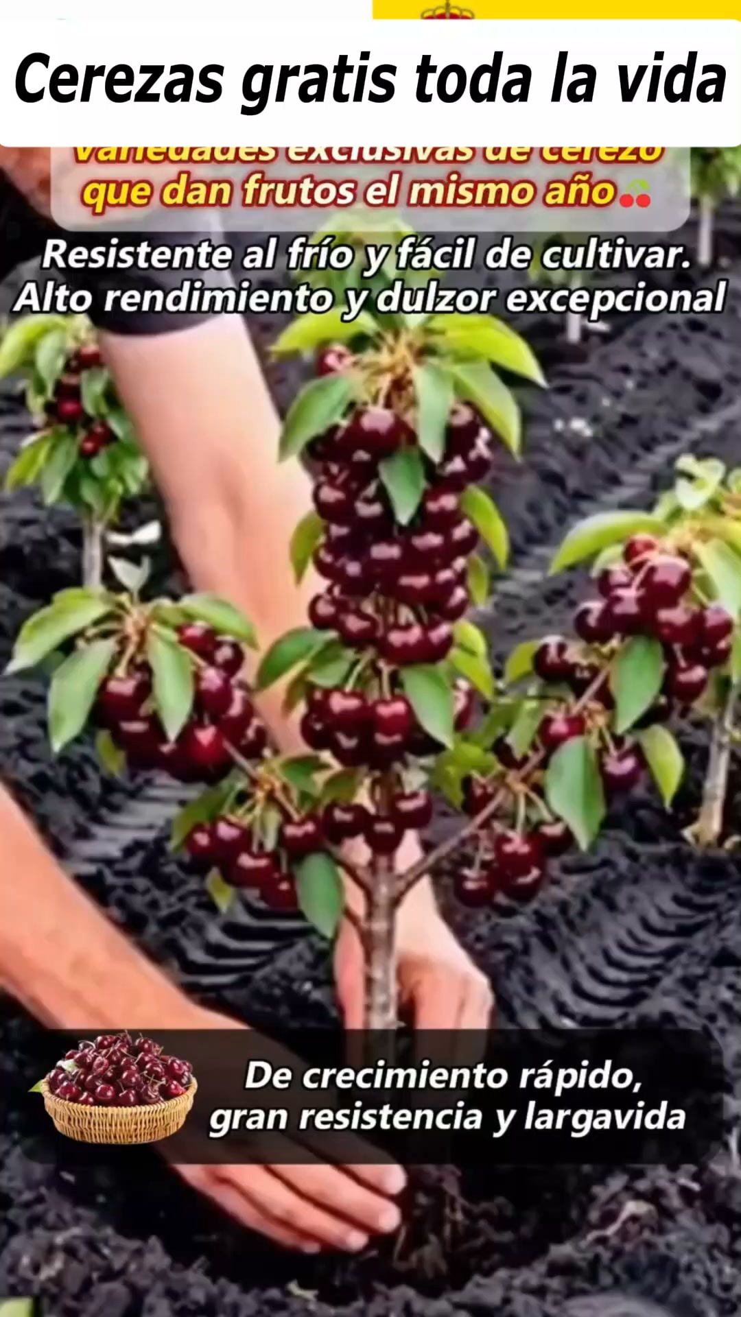Cerezas gratis toda la vida