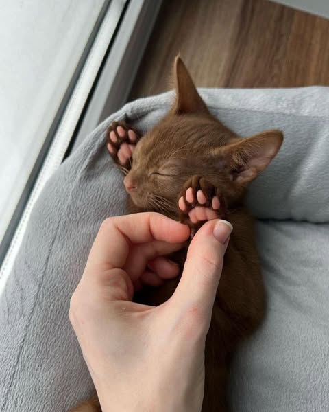 Oliver's Paws Felt Like Ice. He Died 2 Weeks Later