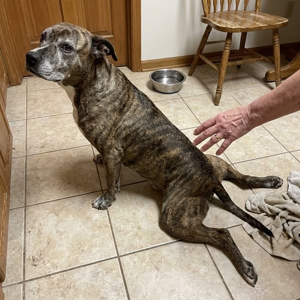 What vets aren’t telling you about your dog’s back legs